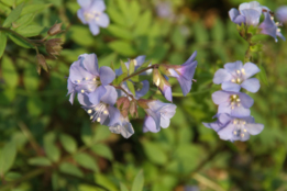 Polemonium reptans 'Blue Pearl'  bestellen